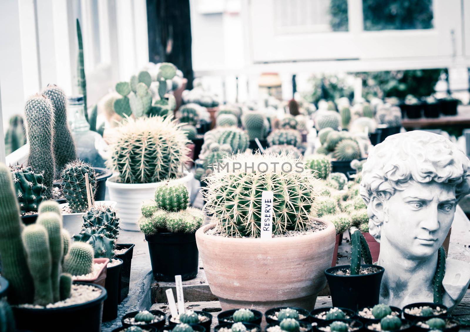 Potted cactus plants next white wooden window. Interior inspiration indoor window garden. Small succulent, cactus, Pot plants decorative on wooden table.