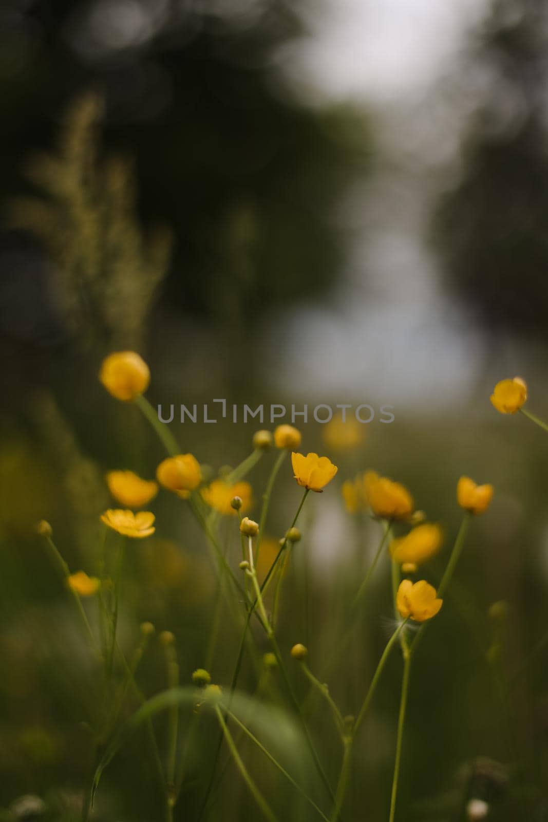 Buttercup yellow flowers in meadow on green grass background. Selective focus, blurred background.