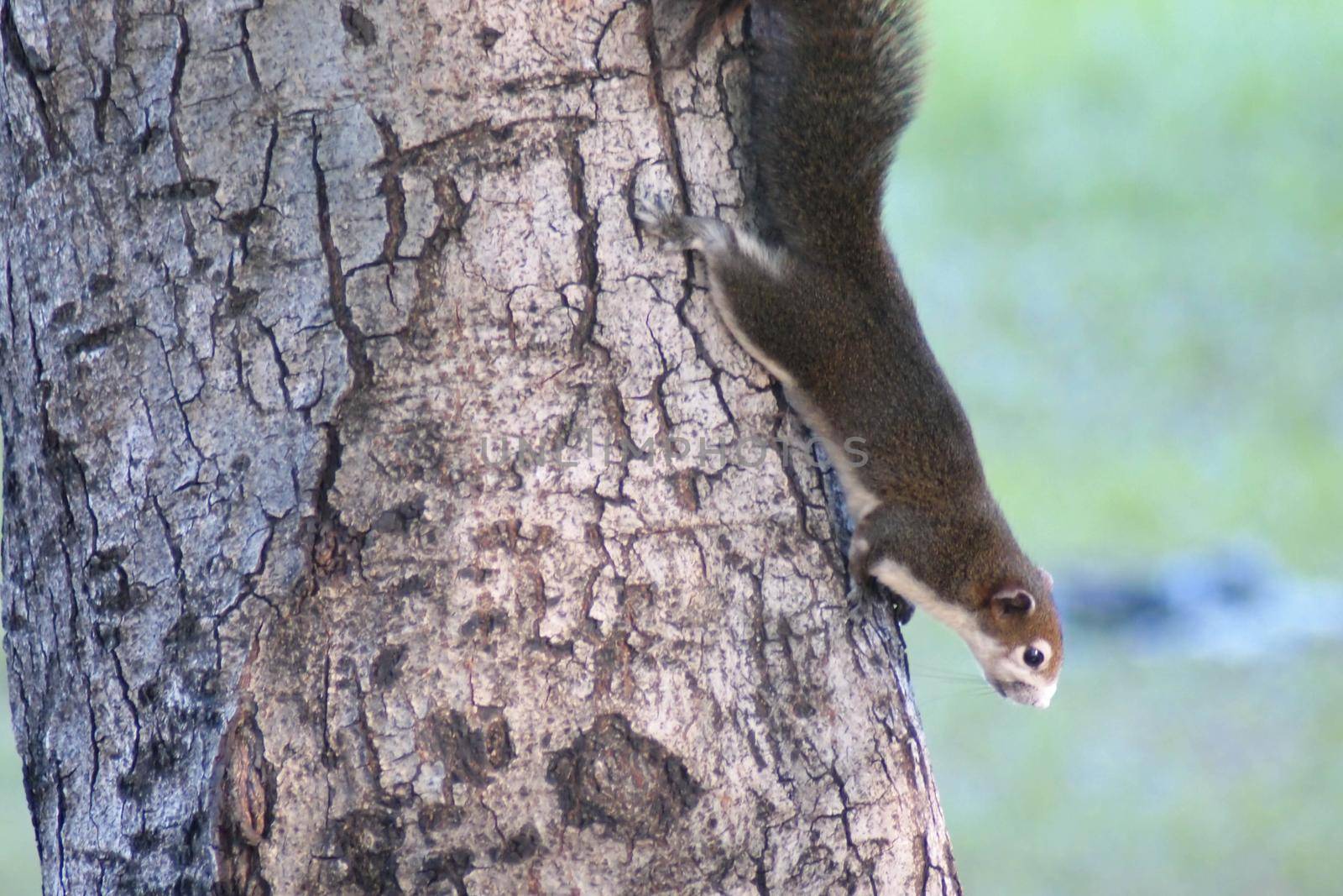 Squirrel cute adorable small animal going down by a tree in park. Wildlife Animals picture. by Petrichor