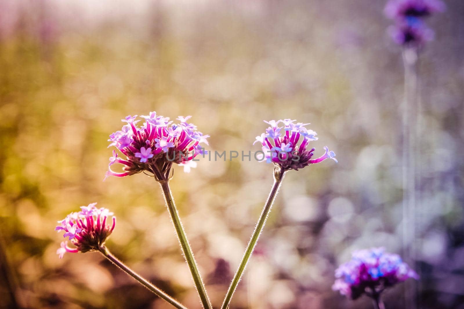 Selective focus magenta and violet purple little flowers in sunlight