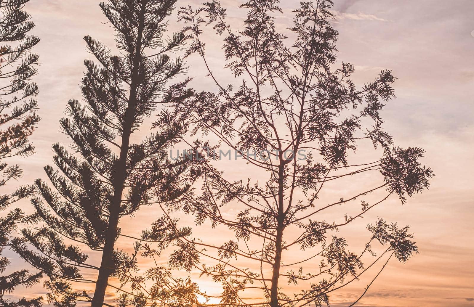 Sunset through the tree branches, silhouette of trees with pink orange. Orange sky and contrasting branches of trees.