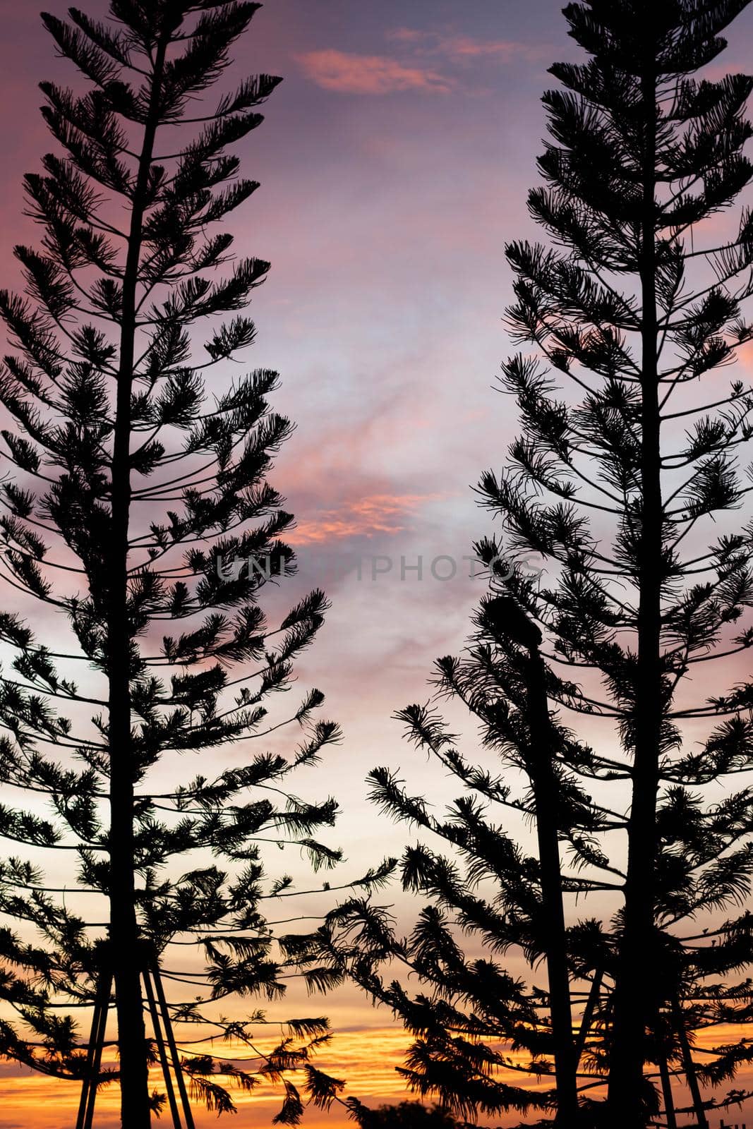 Fiery Sunset Sky Evergreen Silhouette. Tree silhouette orange sky on background. by Petrichor
