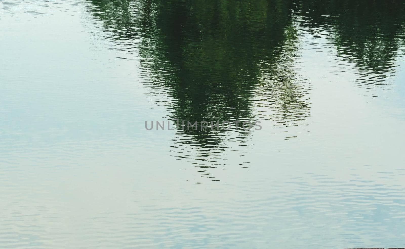 Shadow of Tree Reflect In Water of Pond for Natural Background by Petrichor