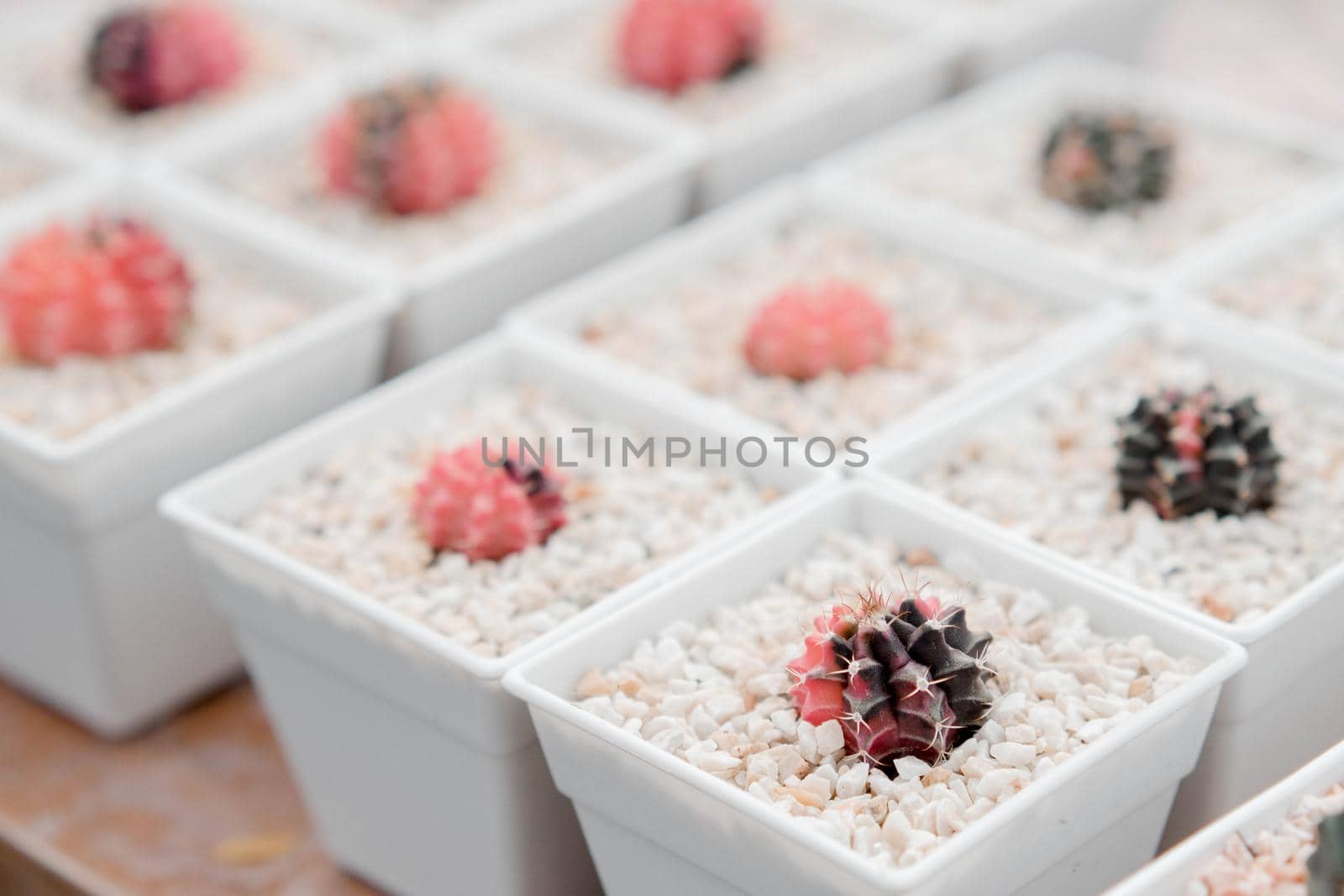 Selective focus on colorful cactus (gymnocalycium) in white jar mud within nursery plant farm