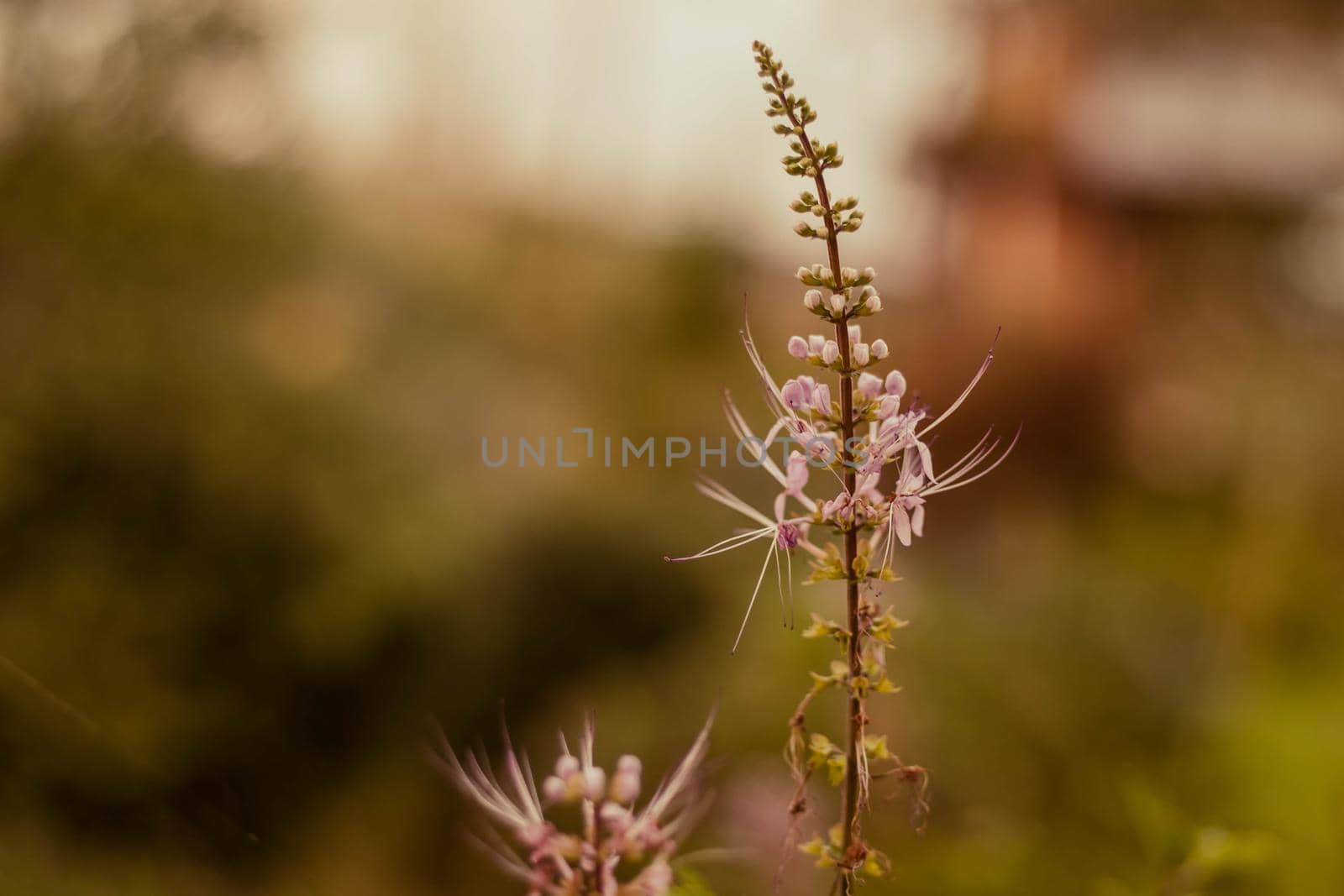 soft focus wild grass wild flower at sunset with warm light bokeh on background