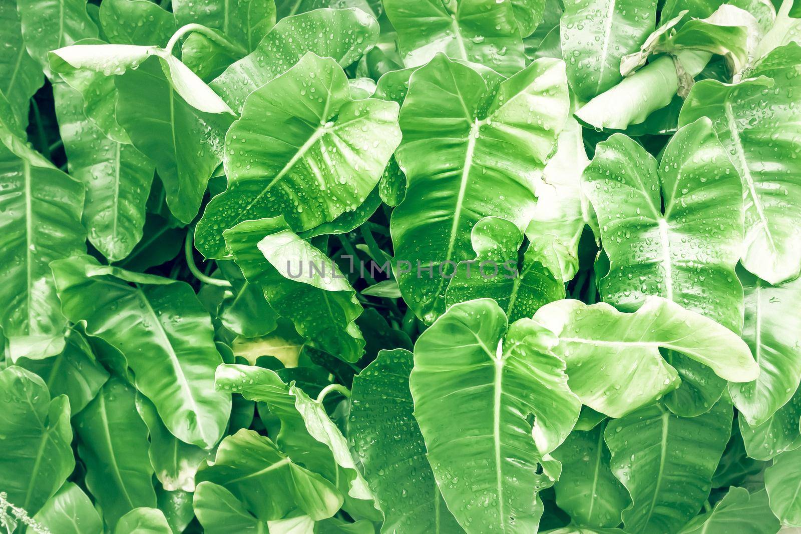 Philodendron leaf (Philodendron melinonii), large green foliage. Natural hart shape leaf tree.