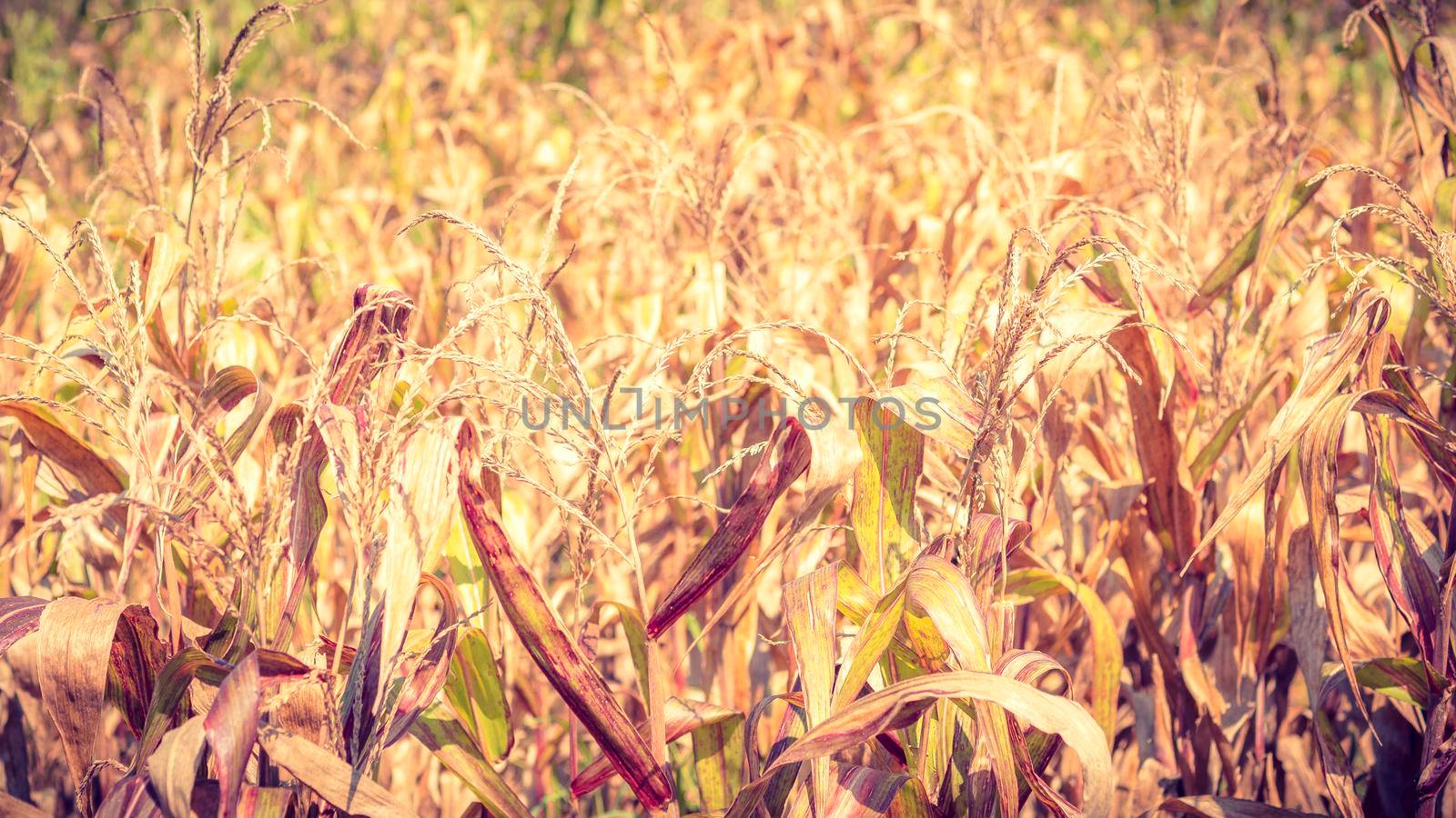 Dried Corn Field Background. Dried Corn Field Background. abstract agriculture harvest product.