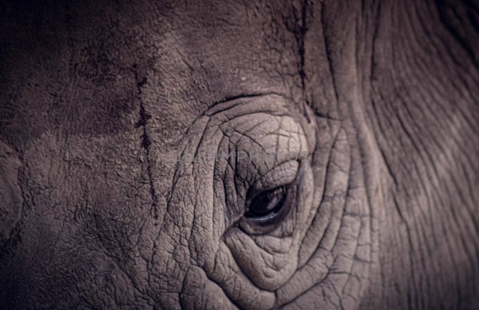 close up elephant eye wild animal in Thailand  texture skin background