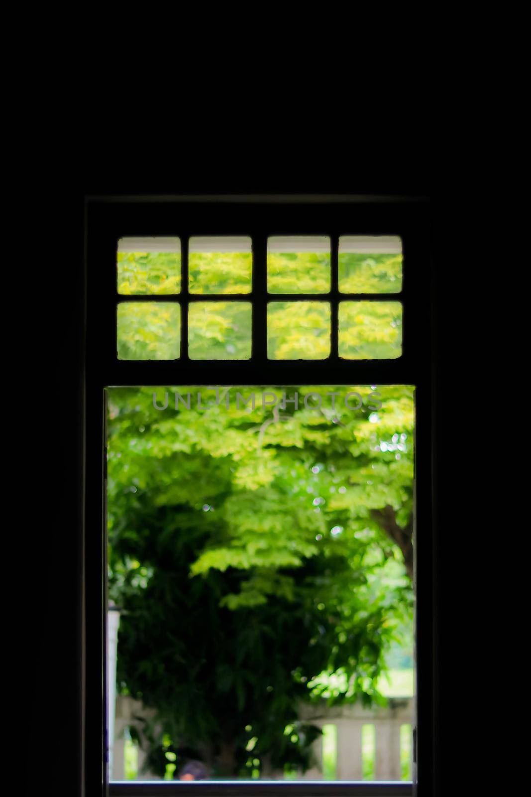 Green leaves  from the background of the wooden frame with clear glass window. Create green nature window frame by Petrichor