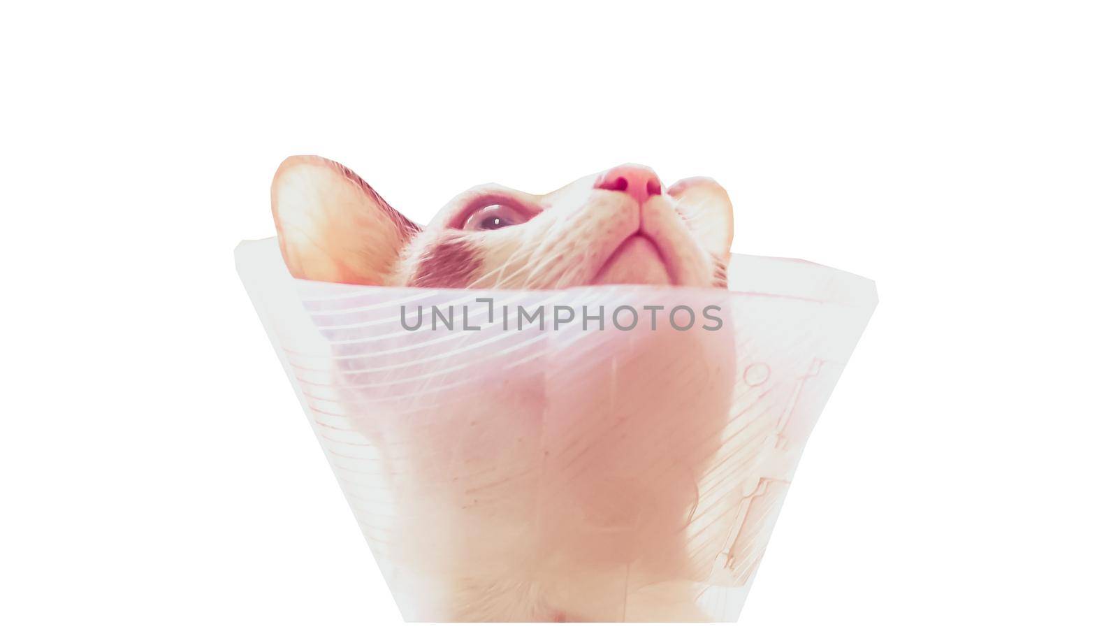 Pet Dog Cat Anti Bite Safety Neck Collar Cover For Healing Protective Cone Adjustable with clipping path isolated on white background