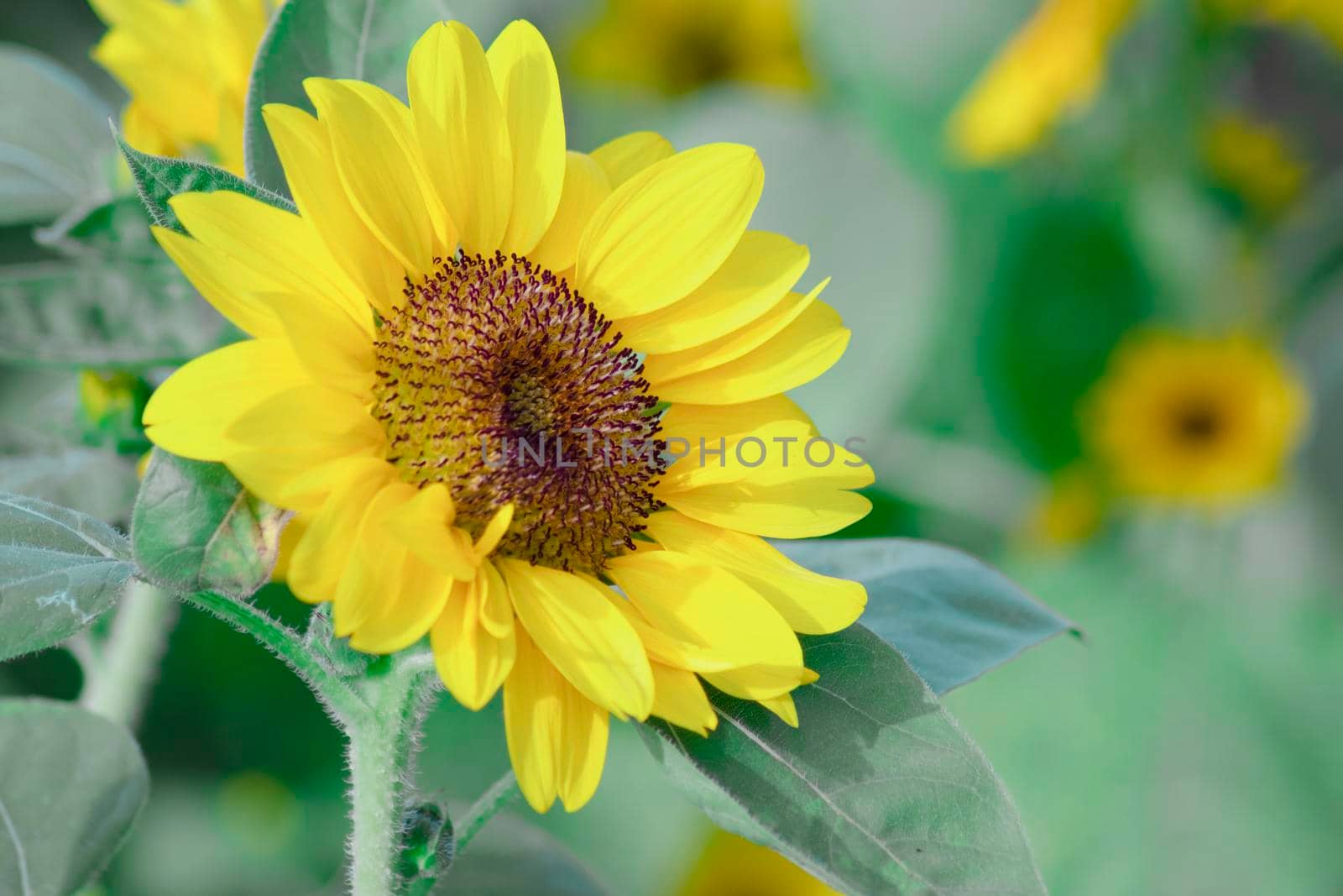 close up Sunflower natural background, Sunflower blooming. field of blooming sunflowers.