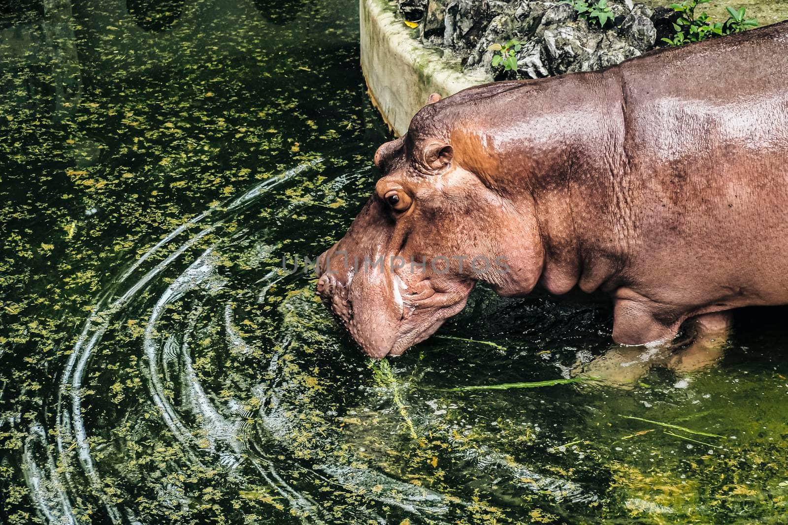 Hippopotamus Amphibius Drinking Water in pond by Petrichor