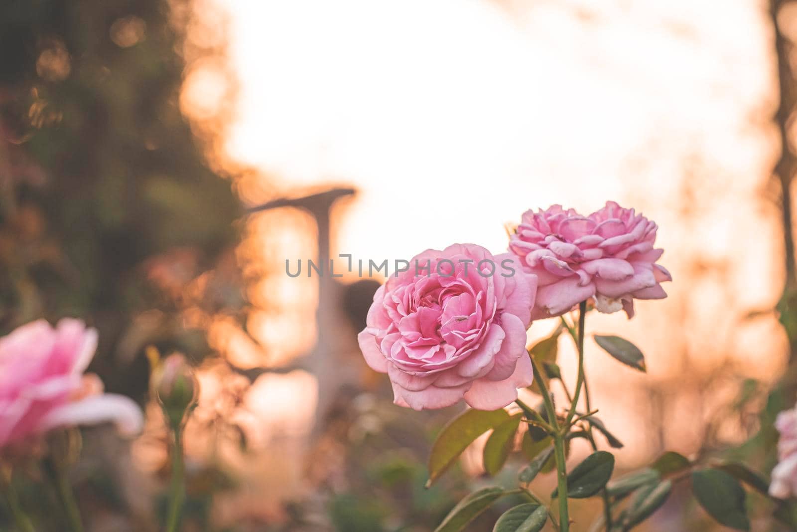 pink rose in garden, bright sunset light, floral background. Selective focus.