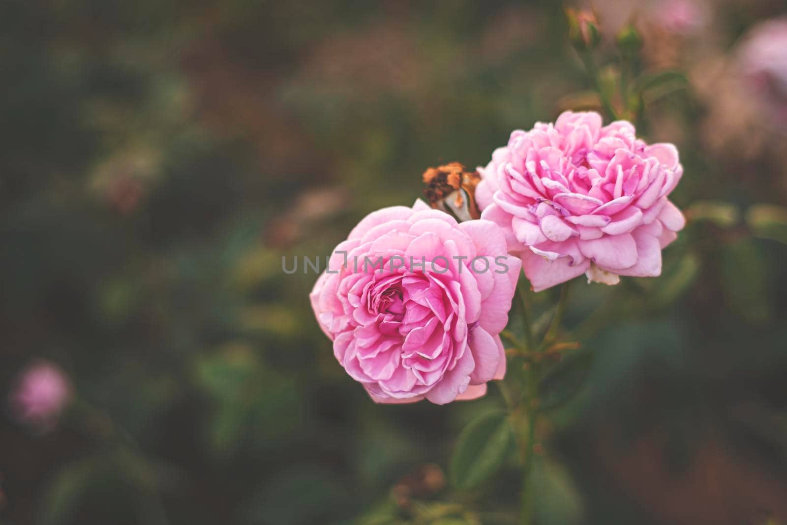 pink rose in garden, bright sunset light, floral background. Selective focus.