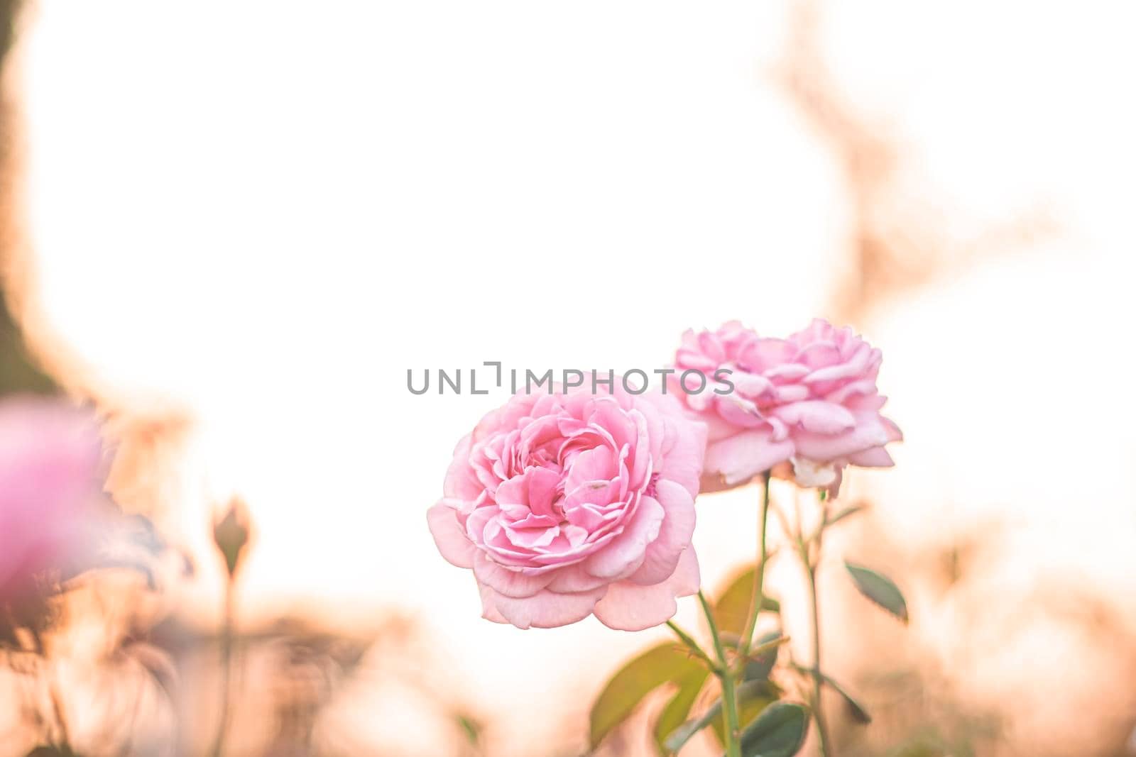 pink rose in garden, bright sunset light, floral background. Selective focus.