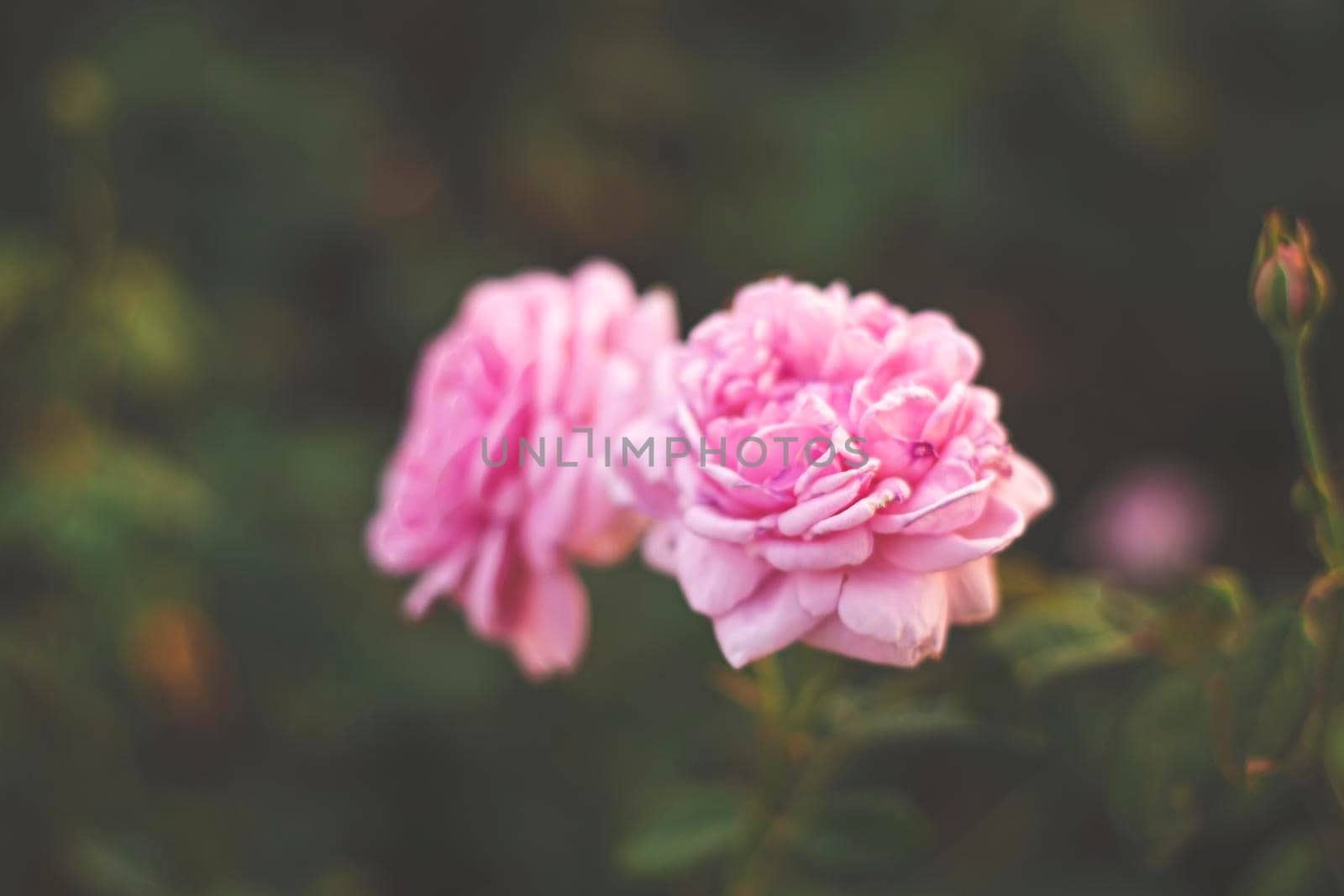 pink rose in garden, bright sunset light, floral background. Selective focus.