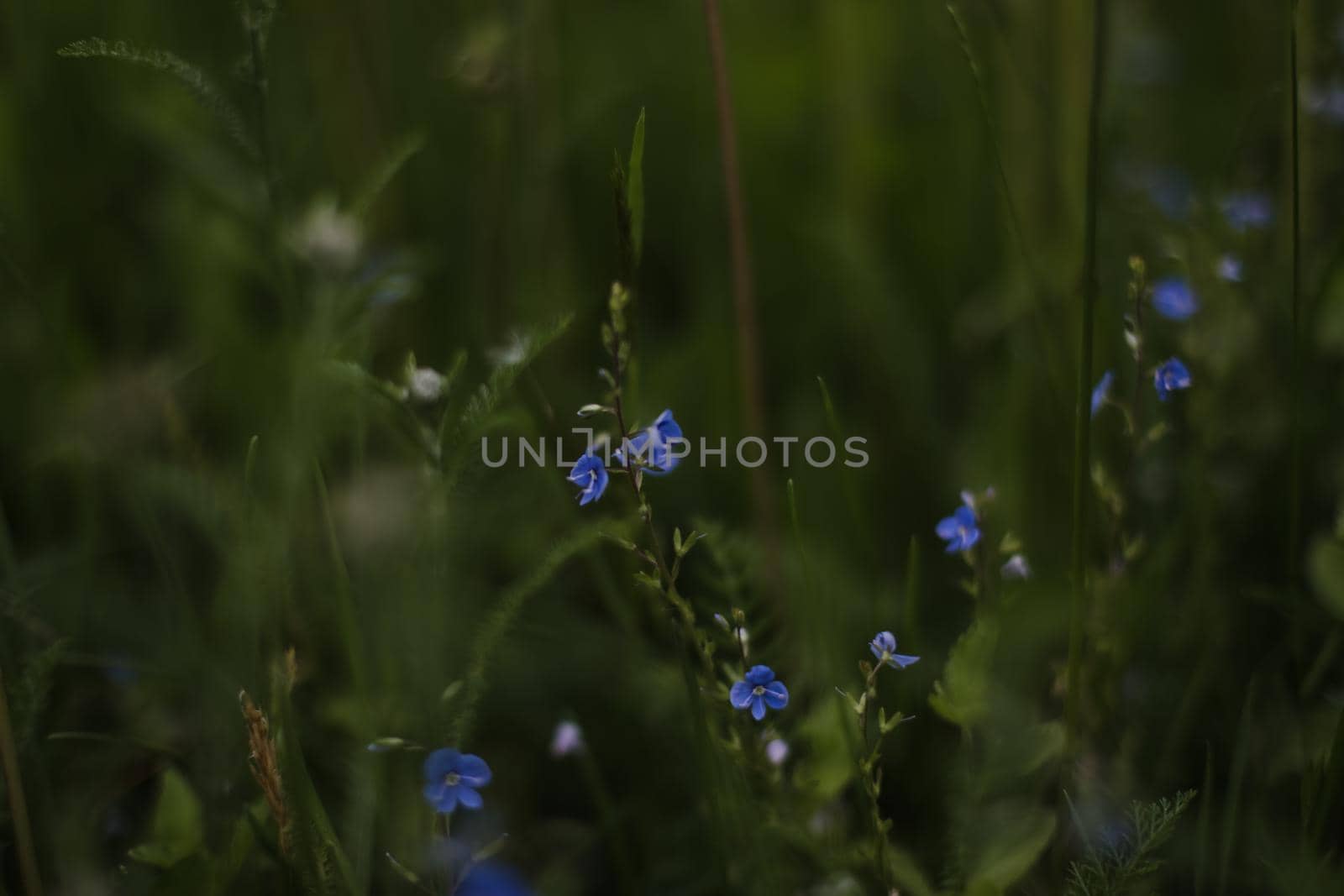 Beautiful veronica chamadris - blue flowers in spring. Floral background. Veronica Alpine (Veronica fruticans). Wild flower veronica oak. High quality photo