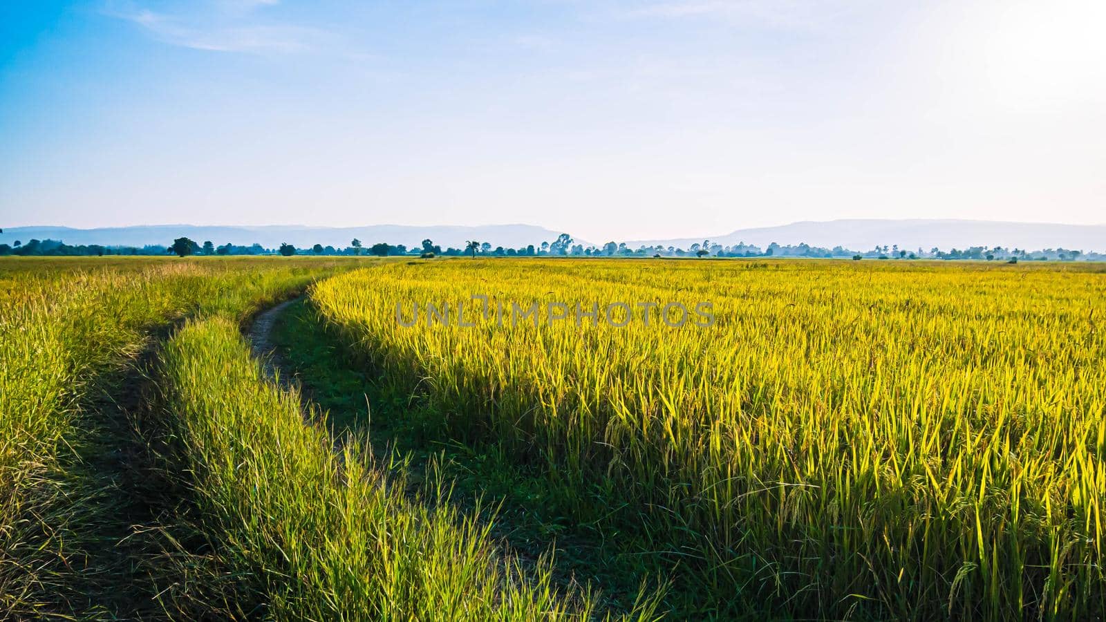 Panorama of beautiful rice field of the curve. Rice fields in green and yellow growing in countryside Thailand.