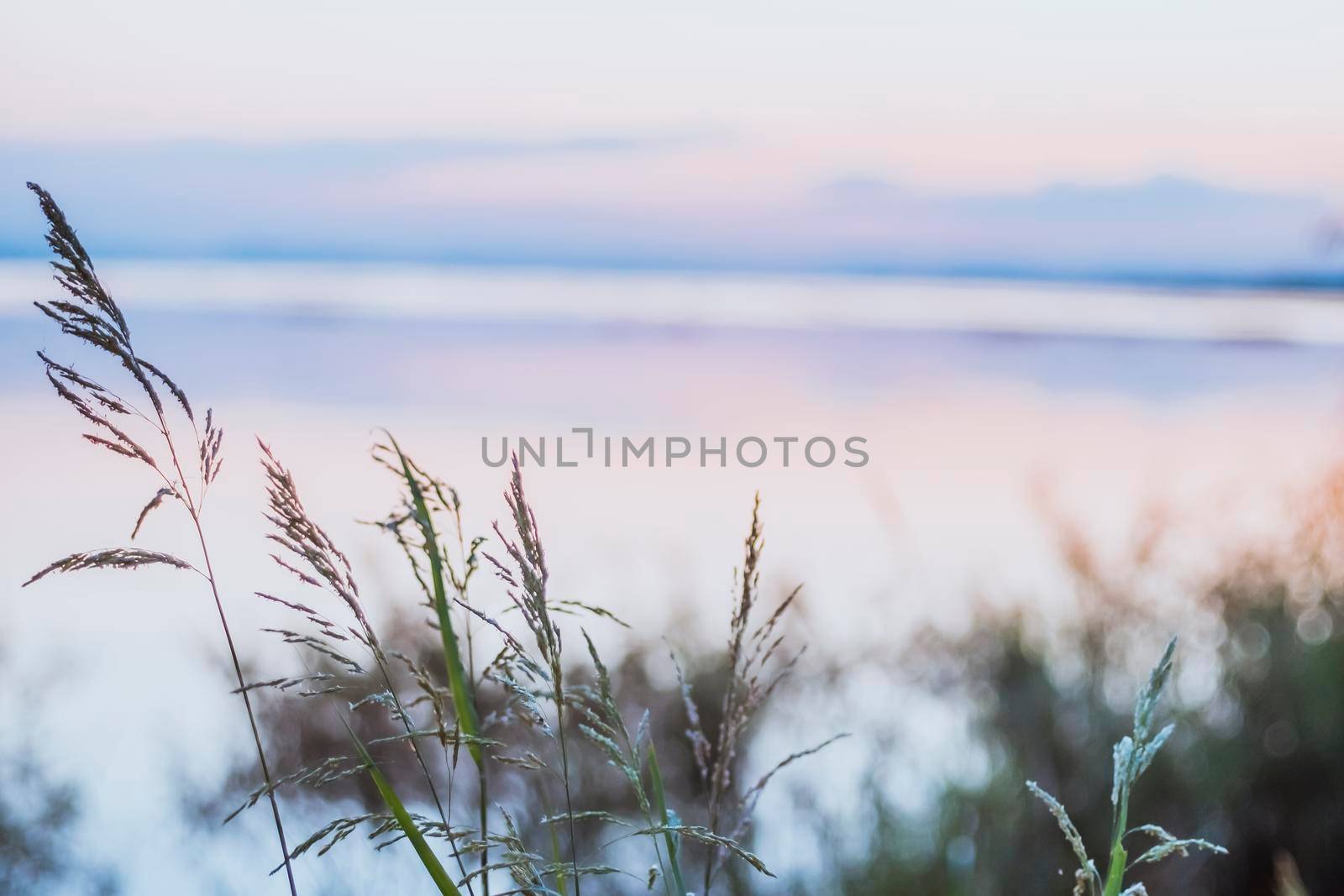 close up long wild grass growing near a lake. Background is blurred. Soft light. Pa Sak Jolasid Dam Lopburi Thailand.