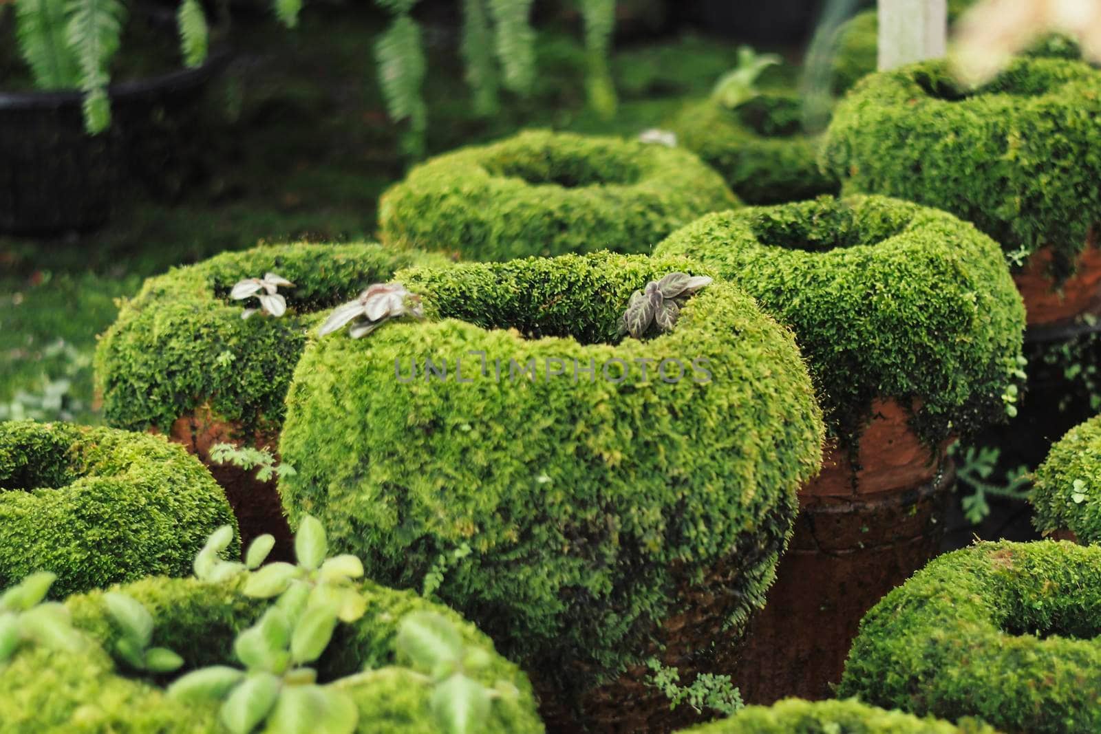 Moss-Covered Clay Pots. gardening  Dress up a clay or terracotta pot with a coating of living moss.
