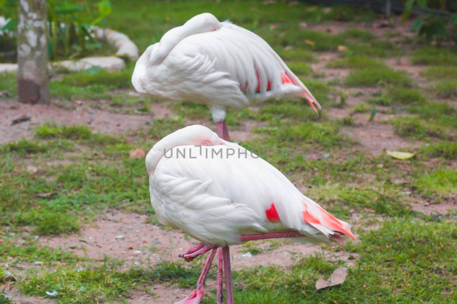 flamingo Hiding head into feather, animal widelife in nature. by Petrichor