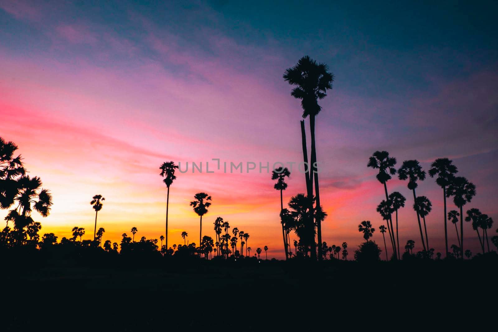 Silhouette Sugar  palm trees on paddy field in Thailand at sunset