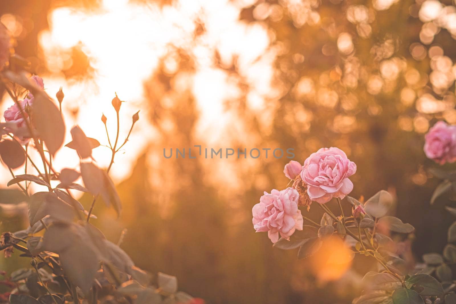 pink rose in garden, bright sunset light, floral background. Selective focus.