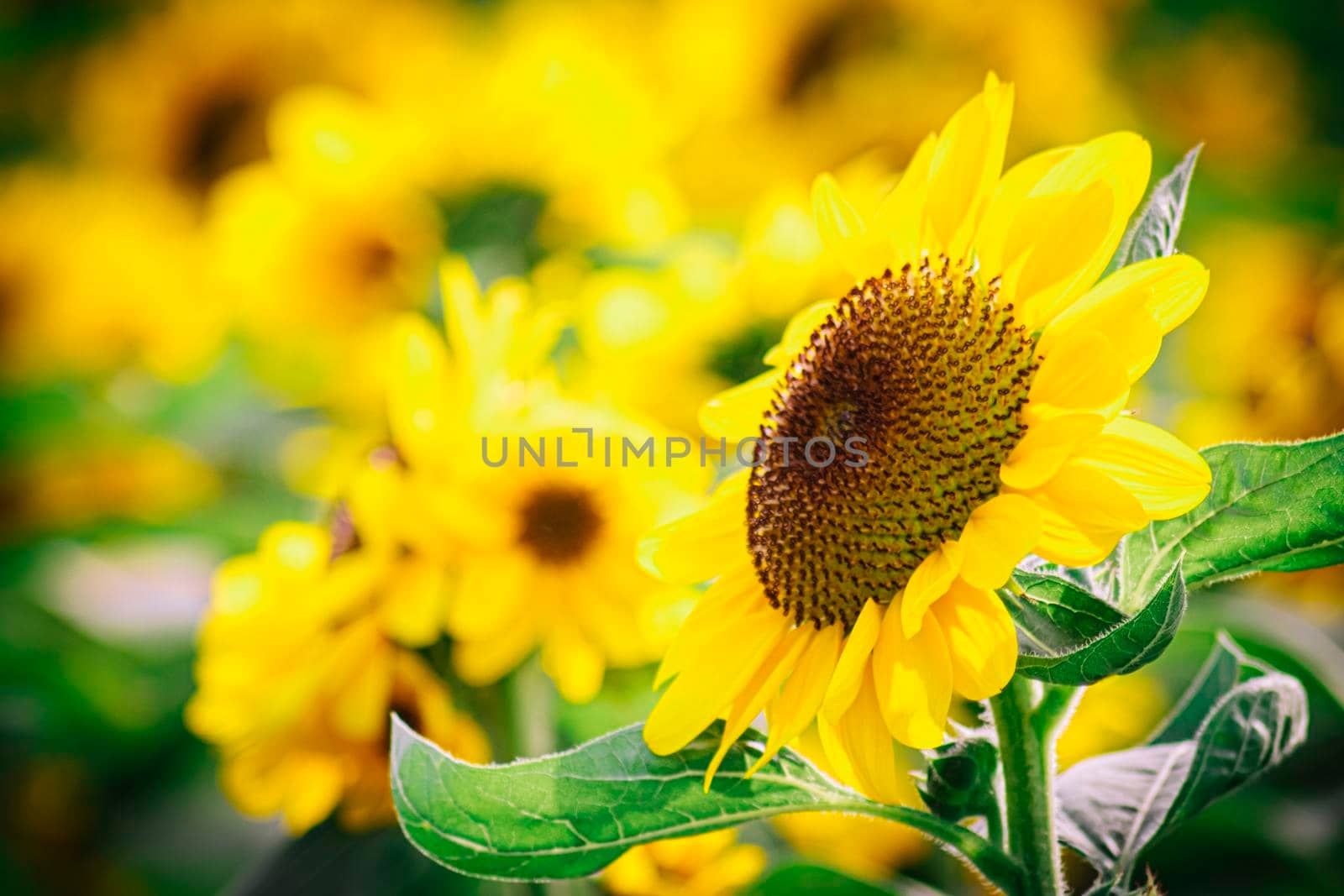 close up Sunflower natural background, Sunflower blooming. field of blooming sunflowers.