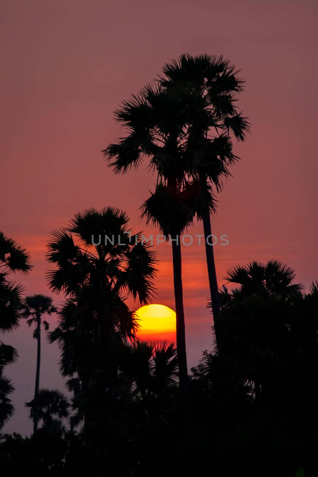 Silhouette Palm Tree Sunset over pink orange sky in evening. tropical sunset background by Petrichor
