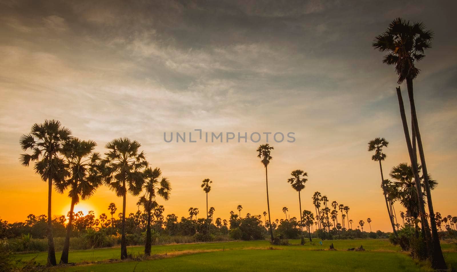 Silhouette Sugar  palm trees on paddy field in Thailand at sunset