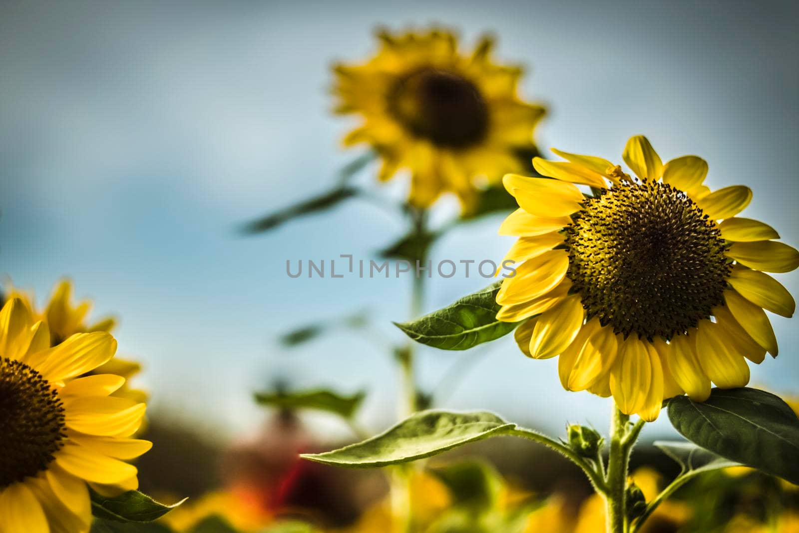 close up Sunflower natural background, Sunflower blooming. field of blooming sunflowers.