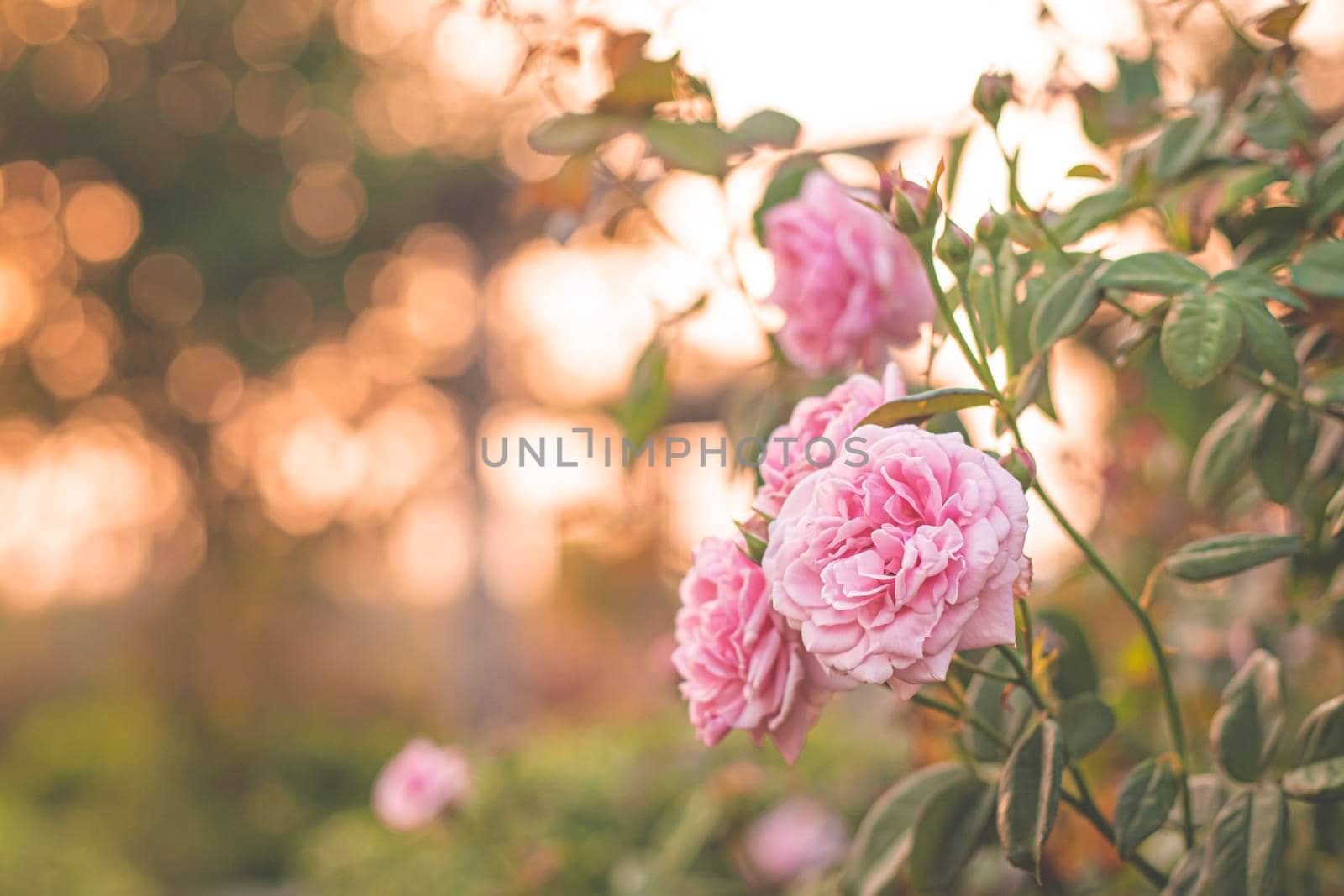 pink rose in garden, bright sunset light, floral background. Selective focus.