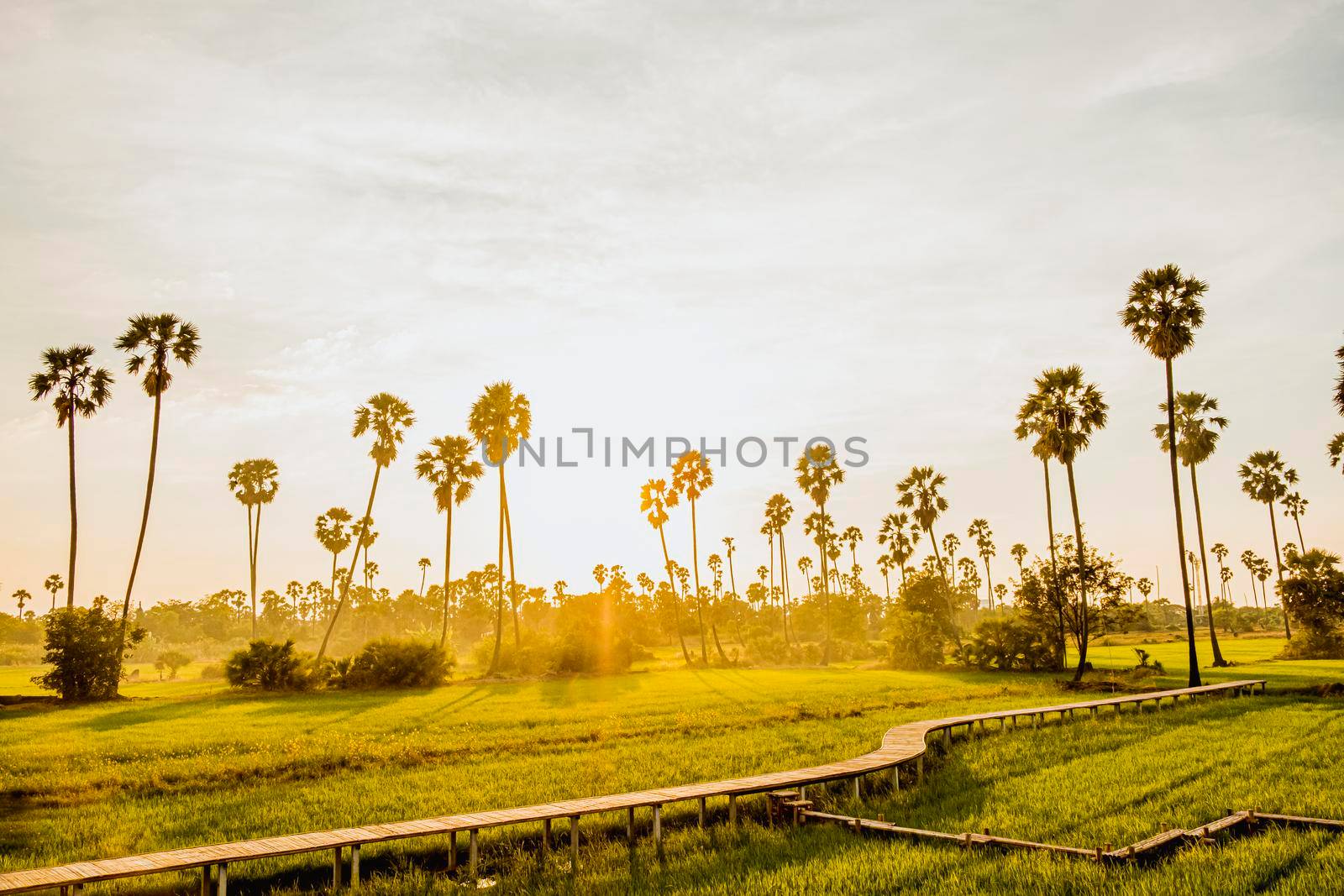 Beautiful wooden Bamboo bridge among the tropical palm trees at sunset