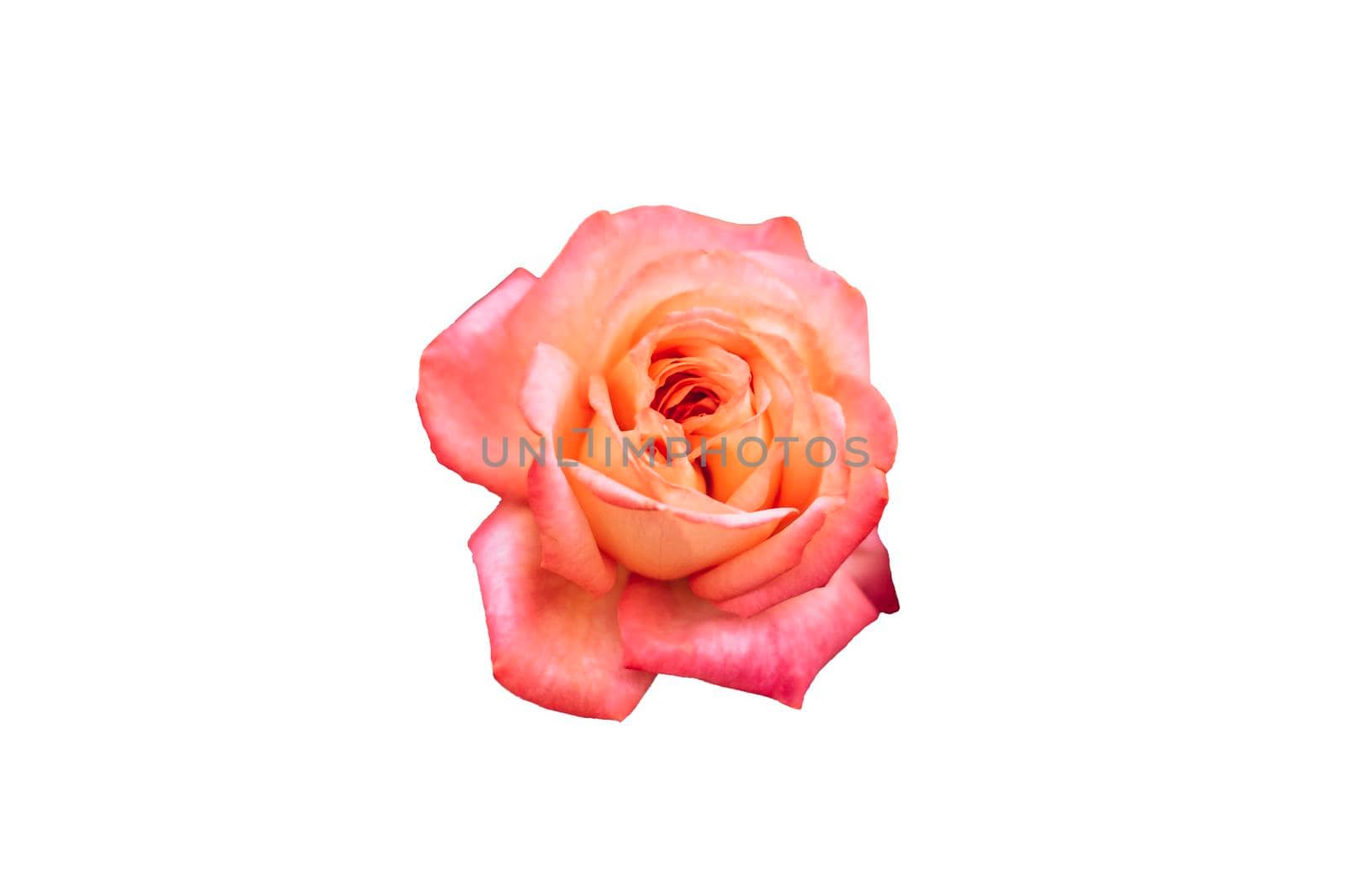 close up Pink rose Valentine background isolate on white background with clipping path