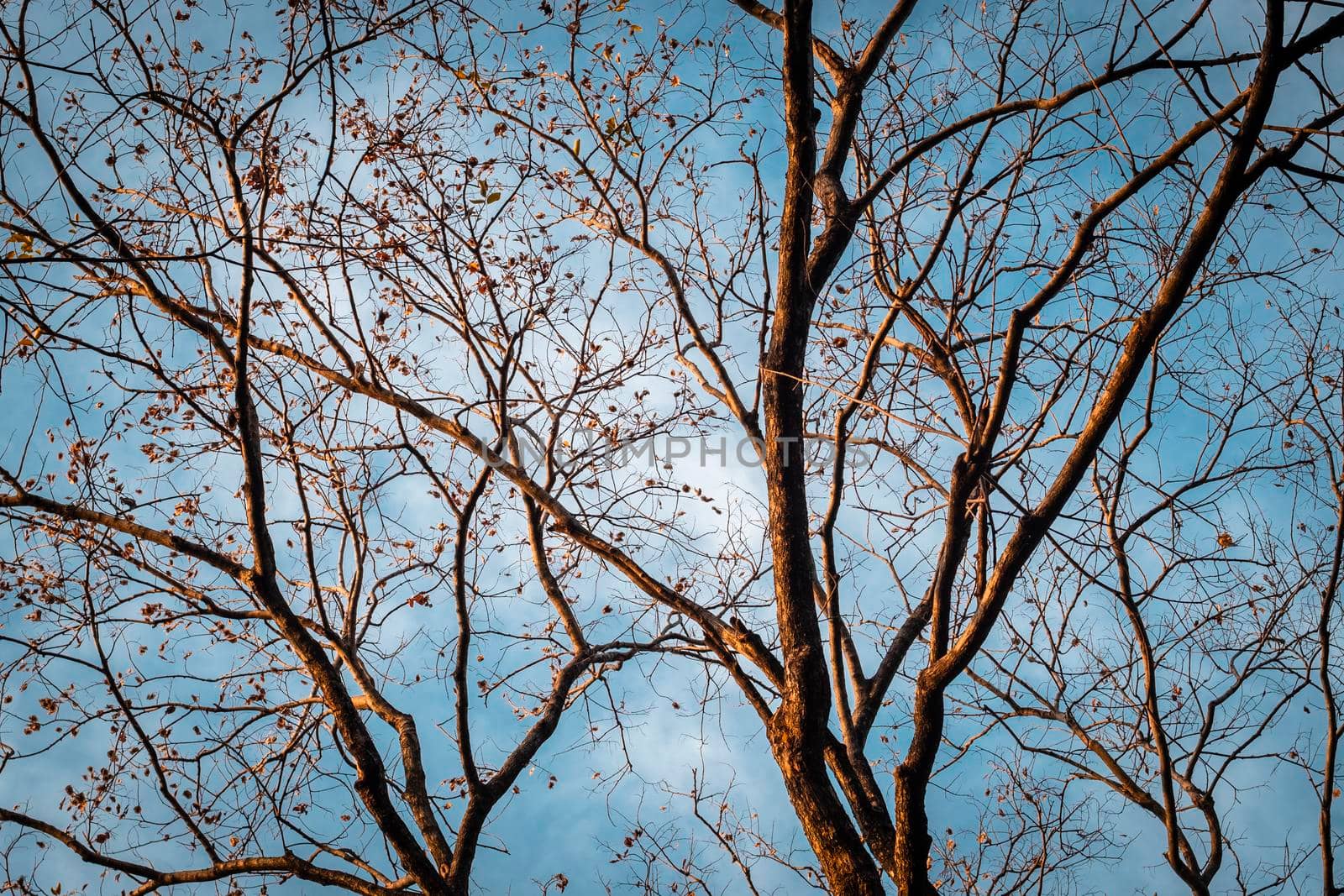 Tree Branch on blue Winter Sky. abstract winter season weather background.