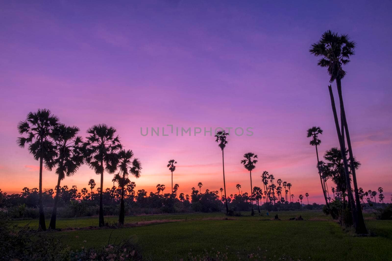 Silhouette Sugar  palm trees on paddy field in Thailand at sunset