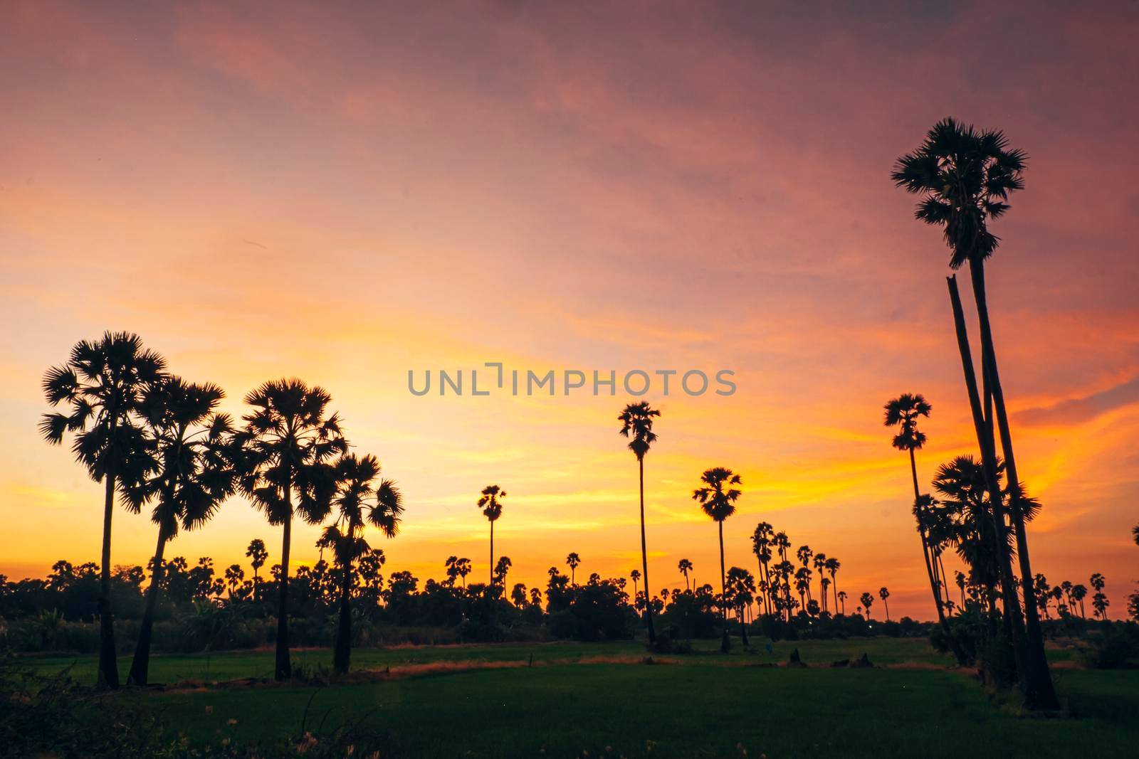 Silhouette Sugar  palm trees on paddy field in Thailand at sunset