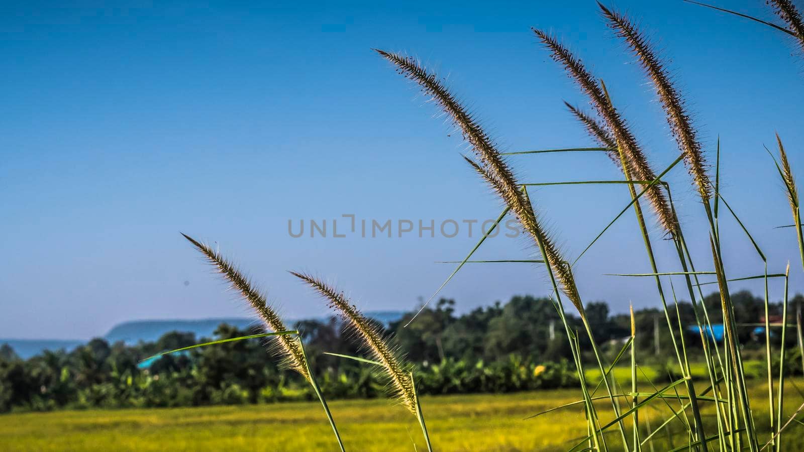 wild grasses close up harvest yellow field background