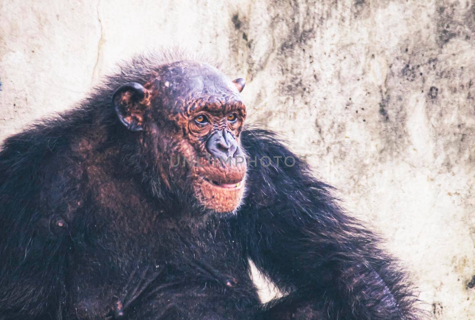 Portrait of An old gorilla female, sitting alone. Clever stare net rock by Petrichor