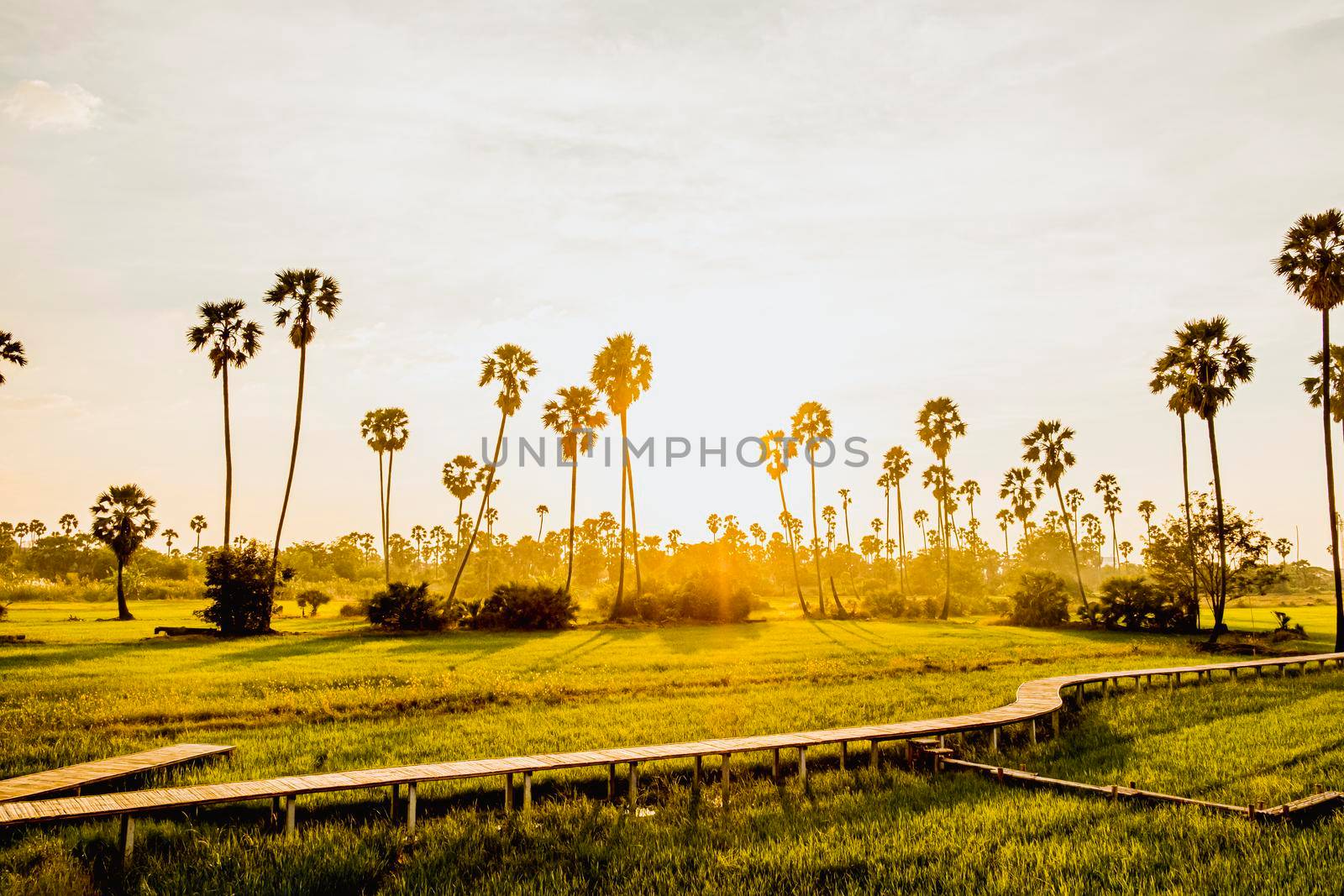 Beautiful wooden Bamboo bridge among the tropical palm trees at sunset