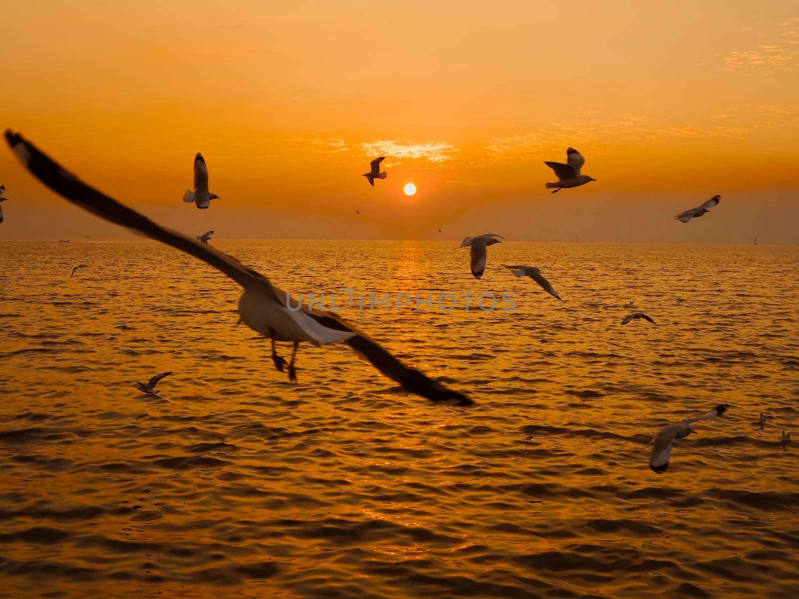 Sunset Sea Bird Silhouette sunset.Silhouette bird flying photography Sea. Minimal photography