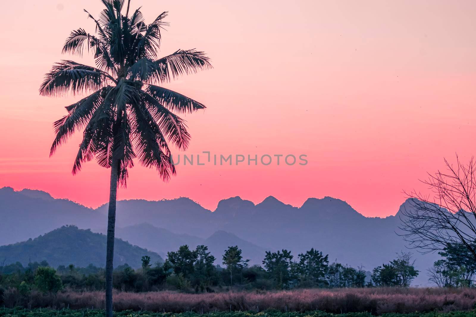 Silhouette Palm  Coconut tree with Mountains on background  horizon hills in Kanchanaburi Thailand at sunet