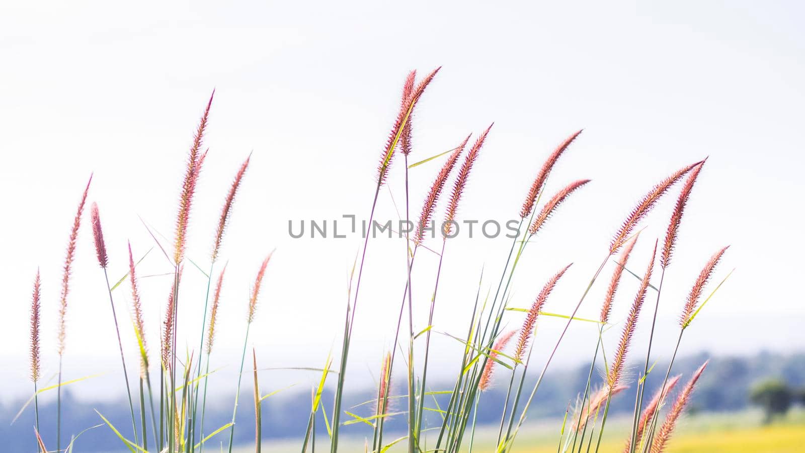 wild grasses close up harvest yellow field background