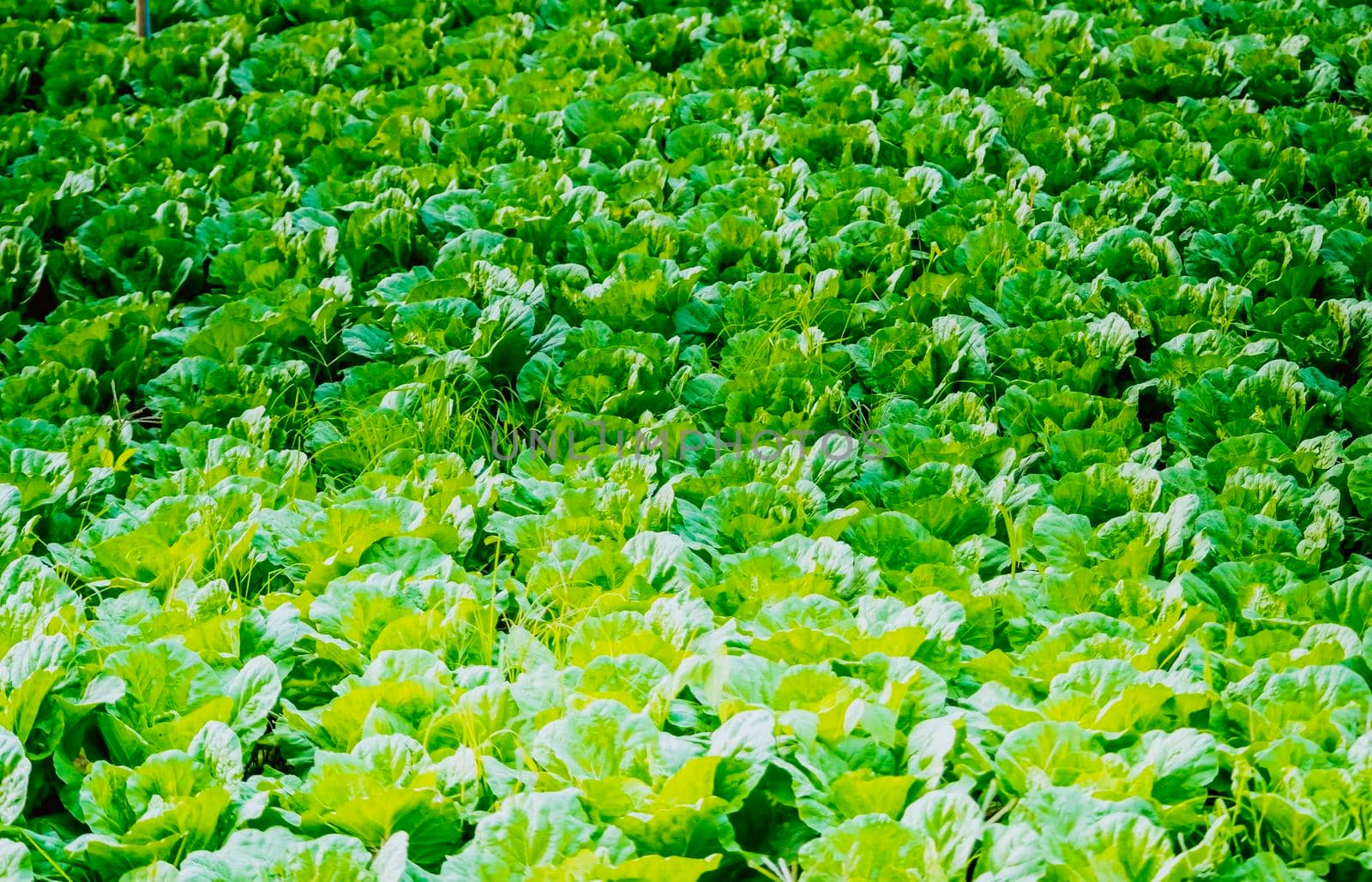Selective focus Vegetable Garden organic Vegetable Greenhouse Lettuce industry agriculture business for healthy