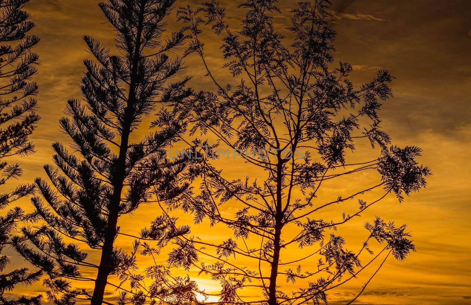 Fiery Sunset Sky Evergreen Silhouette. Tree silhouette orange sky on background.