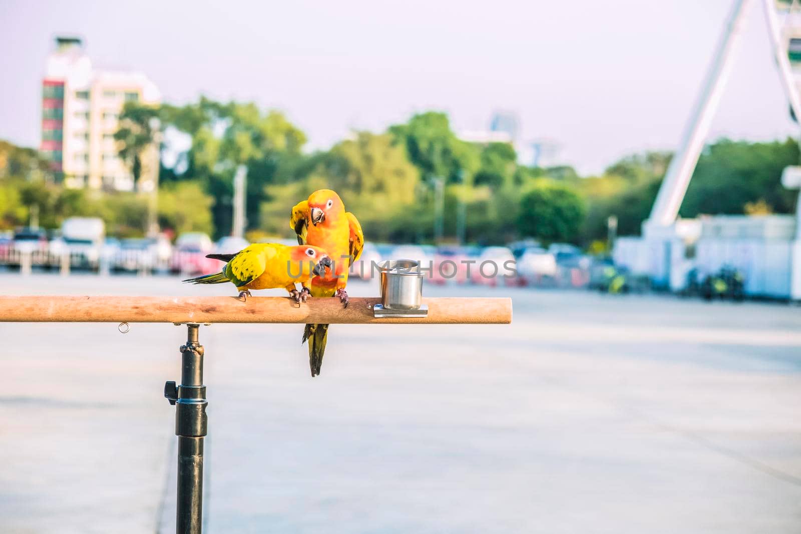 Sun conure parrot birds on wooden bar with blurred giant wheel on background