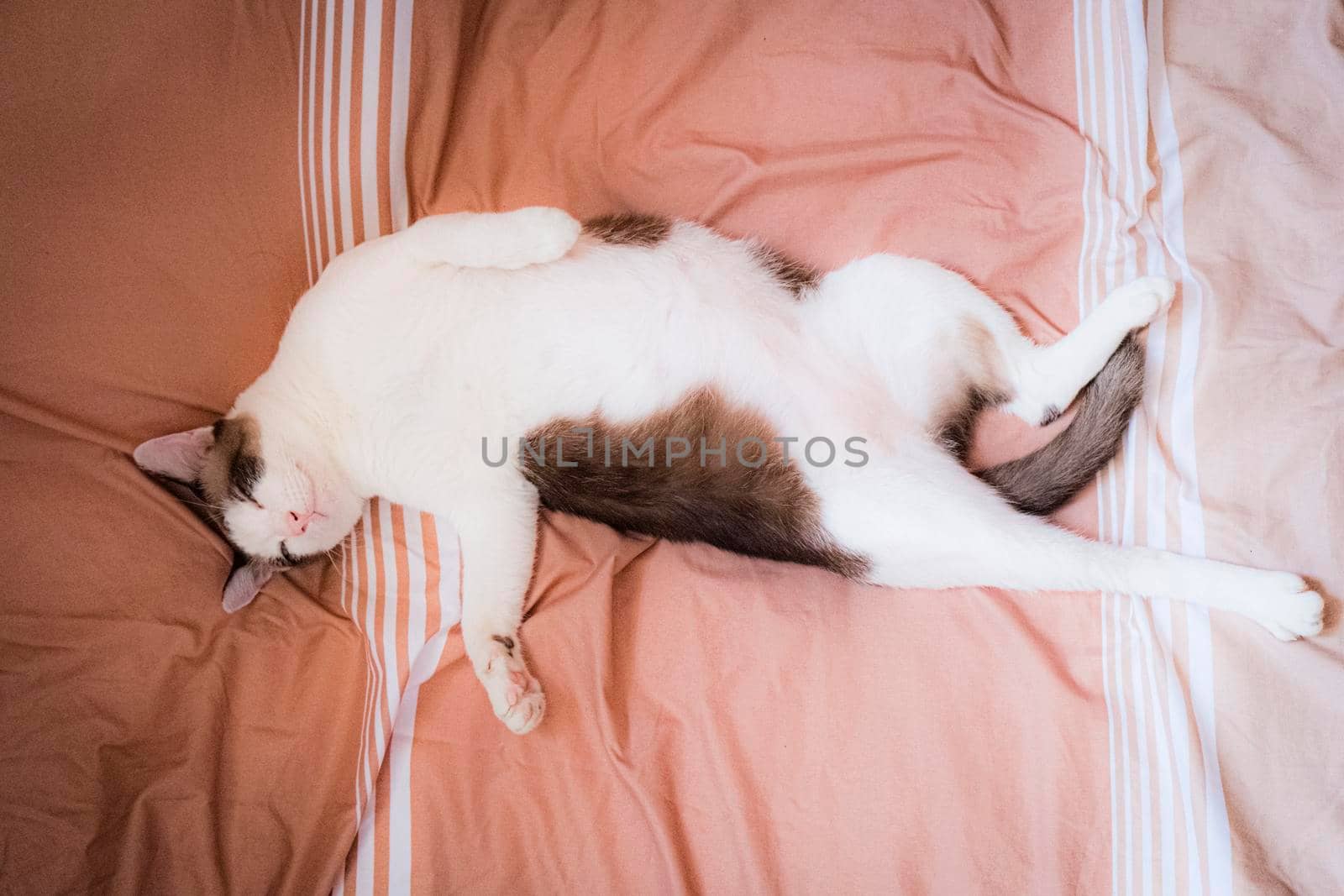 Thai adorable cat in brown and white tone lay down on bed. Look like lazy pretty pet feline.