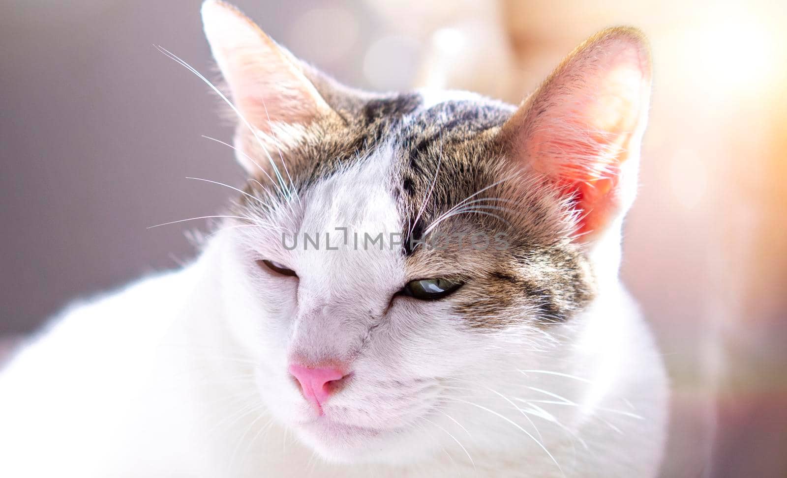 Portrait of A harlequin cat adorable animal cute pet over blur background. by Petrichor