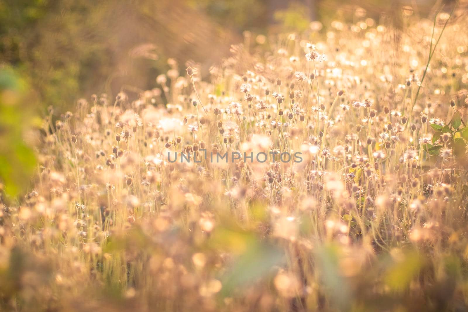 Soft focus Romantic nature wild grass flower. Summer meadow wild flower blooming with sunflare