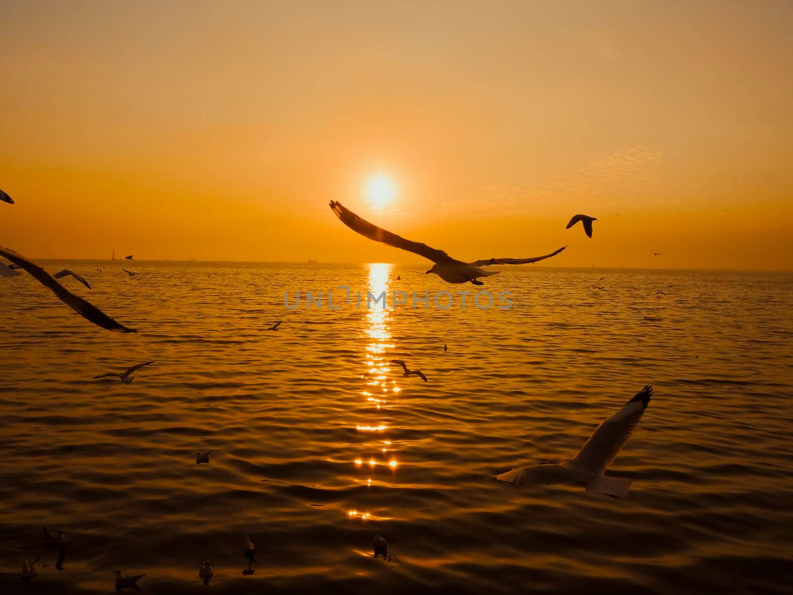 Sunset Sea Bird Silhouette sunset.Silhouette bird flying photography Sea. Minimal photography by Petrichor